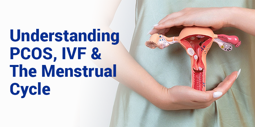 Pcos IVF And The Menstrual Cycle